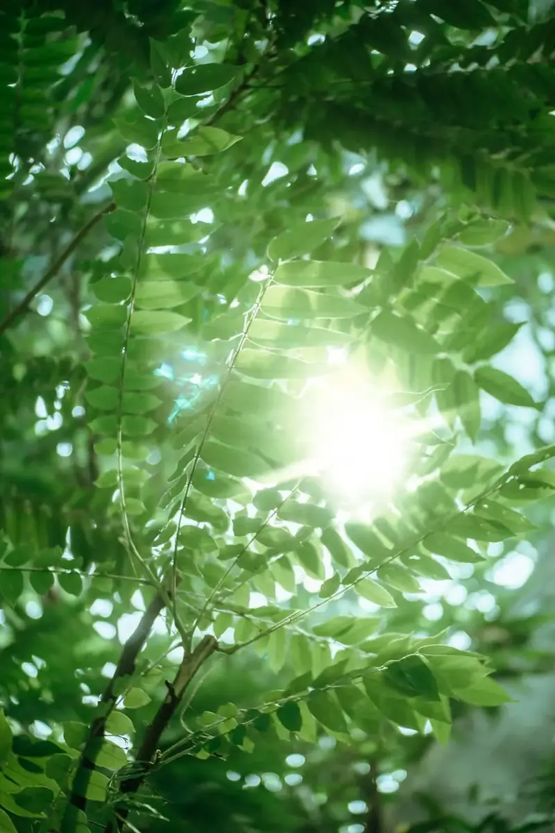 Sunlight breaking through green leaves