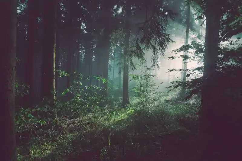 A dark misty forest before dawn
